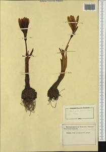 Sternbergia lutea (L.) Ker Gawl. ex Spreng., Западная Европа (EUR) (Неизвестно)