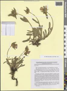 Вьюнок Кальверта, Крым (KRYM) (Россия)