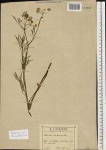 Вех ядовитый, Цикута L., Восточная Европа, Волжско-Камский район (E7) (Россия)