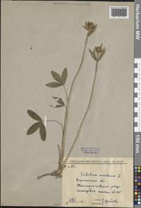 Клевер горный L., Восточная Европа, Центральный лесостепной район (E6) (Россия)