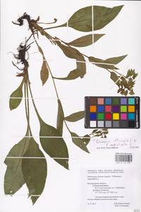 MHA 0 152 889, Pulmonaria officinalis × angustifolia, Восточная Европа, Центральный лесостепной район (E6) (Россия)
