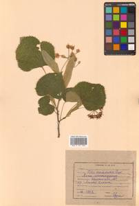 Липа маньчжурская Rupr. & Maxim., Сибирь, Дальний Восток (S6) (Россия)