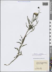 Ястребинка зонтичная L., Сибирь, Прибайкалье и Забайкалье (S4) (Россия)