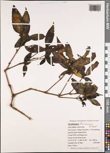 Strobilanthes brunnescens Benoist, Зарубежная Азия (ASIA) (Вьетнам)