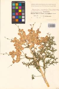 Крупноплодник большеплодный (Fisch. ex DC.) Schischk. ex B.Fedtsch., Восточная Европа, Нижневолжский район (E9) (Россия)