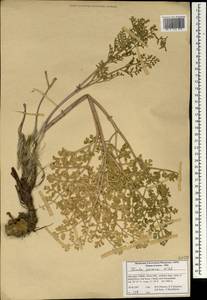 Ферула персидская Willd., Зарубежная Азия (ASIA) (Иран)