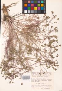 Триния щетинисто-волосистая, Триния щетинистоволосая Hoffm., Средняя Азия и Казахстан, Прикаспийский Устюрт и Северное Приаралье (M8) (Казахстан)