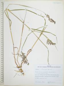 Вейник пурпурный (Trin.) Trin., Сибирь, Дальний Восток (S6) (Россия)