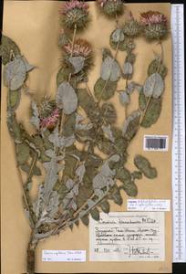 Cousinia mogoltavica Tscherneva & Vved., Средняя Азия и Казахстан, Западный Тянь-Шань и Каратау (M3) (Таджикистан)