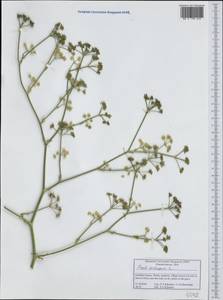 Жабрица извилистая L., Западная Европа (EUR) (Греция)