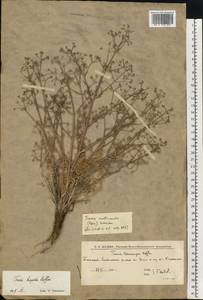 Триния щетинисто-волосистая, Триния щетинистоволосая Hoffm., Восточная Европа, Нижневолжский район (E9) (Россия)