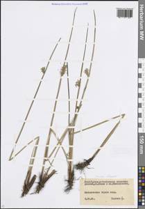 Ситник развесистый L., Кавказ, Северная Осетия, Ингушетия и Чечня (K1c) (Россия)