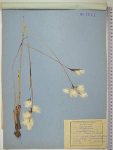 Eriophorum angustifolium subsp. angustifolium, Сибирь, Дальний Восток (S6) (Россия)