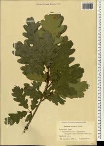 Дуб скальный (Matt.) Liebl., Крым (KRYM) (Россия)