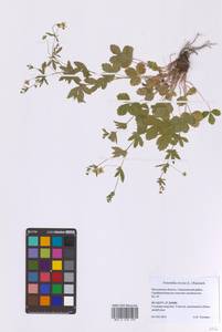 Лапчатка прямостоячая, Калган (L.) Raeusch., Восточная Европа, Московская область и Москва (E4a) (Россия)