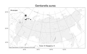 Gentianella aurea, Горечавочка золотистая (L.) Harry Sm., Атлас флоры России (FLORUS) (Россия)
