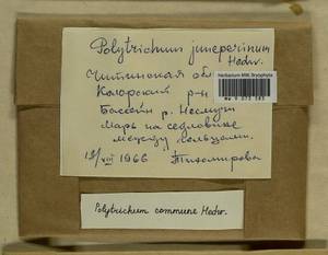 Polytrichum juniperinum Hedw., Гербарий мохообразных, Мхи - Прибайкалье и Забайкалье (B18) (Россия)