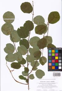 Amelanchier spicata × alnifolia, Восточная Европа, Московская область и Москва (E4a) (Россия)