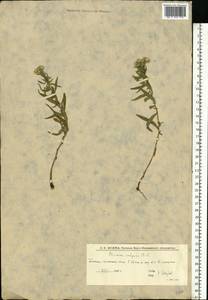 Achillea ptarmica subsp. ptarmica, Восточная Европа, Нижневолжский район (E9) (Россия)