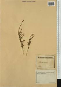 Nitrosalsola vermiculata (L.) Theodorova, Западная Европа (EUR) (Франция)