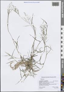 Просо, Зарубежная Азия (ASIA) (Йемен)