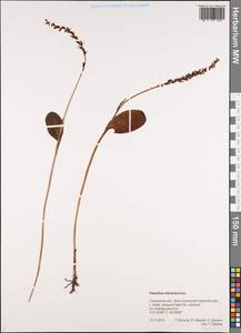 Platanthera chorisiana var. elata Finet, Сибирь, Дальний Восток (S6) (Россия)