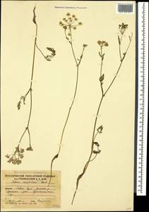 Тмин рассеченнолистный (M. Bieb.) Boiss., Кавказ, Южная Осетия (K4b) (Южная Осетия)