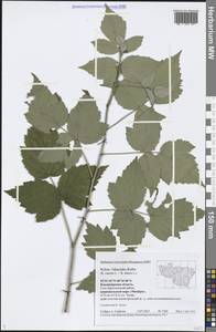 Rubus × idaeoides Ruthe, Восточная Европа, Центральный район (E4) (Россия)