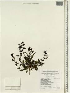 Patellifolia procumbens (C. Sm. ex Hornem.) A. J. Scott, Ford-Lloyd & J. T, Африка (AFR) (Испания)
