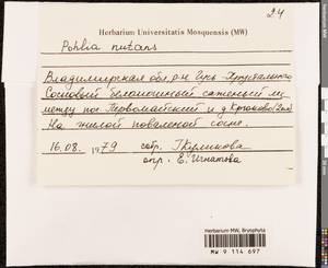 Pohlia nutans (Hedw.) Lindb., Гербарий мохообразных, Мхи - Центральное Нечерноземье (B6) (Россия)