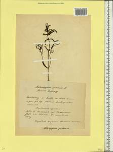 Марьянник луговой L., Восточная Европа, Белоруссия (E3a) (Белоруссия)