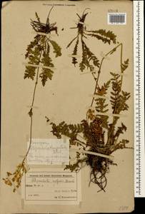 Таволга обыкновенная Moench, Кавказ, Азербайджан (K6) (Азербайджан)