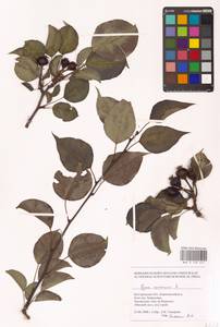 Груша обыкновенная, Груша садовая L., Восточная Европа, Центральный лесостепной район (E6) (Россия)