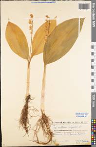 Ландыш майский L., Восточная Европа, Северо-Украинский район (E11) (Украина)