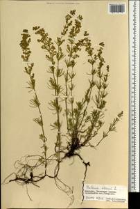 Подмаренник настоящий L., Монголия (MONG) (Монголия)