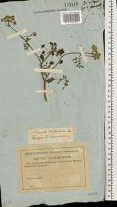 Омежник водный, Омежник водяной (L.) Poir., Восточная Европа, Центральный лесной район (E5) (Россия)