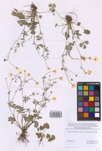 Лютик сардинский Crantz, Восточная Европа, Московская область и Москва (E4a) (Россия)