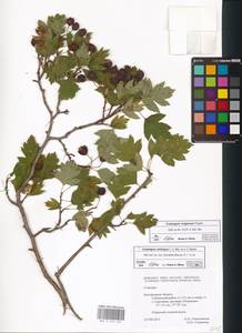 Crataegus ambigua subsp. ambigua, Восточная Европа, Центральный лесостепной район (E6) (Россия)