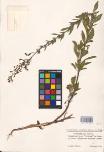 MHA 0 159 653, Норичник скальный M. Bieb. ex Willd., Восточная Европа, Нижневолжский район (E9) (Россия)