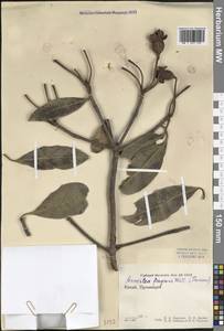 Anneslea fragrans Wall., Зарубежная Азия (ASIA) (КНР)