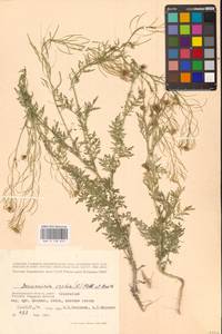 Дескурения Софии (L.) Webb ex Prantl, Восточная Европа, Нижневолжский район (E9) (Россия)