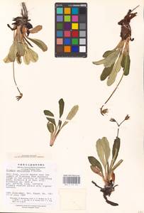 Primula calliantha Franch., Зарубежная Азия (ASIA) (КНР)
