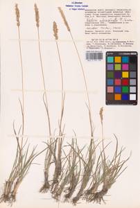Koeleria macrantha subsp. macrantha, Восточная Европа, Нижневолжский район (E9) (Россия)