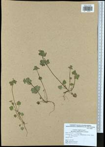 Яснотка стеблеобъемлющая L., Восточная Европа, Центральный район (E4) (Россия)