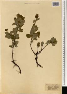 Береза кустарниковая Pall., Монголия (MONG) (Монголия)