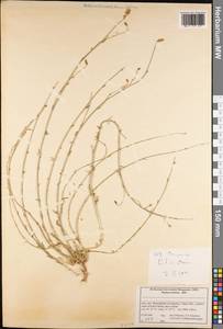 Колокольчик, Зарубежная Азия (ASIA) (Иран)