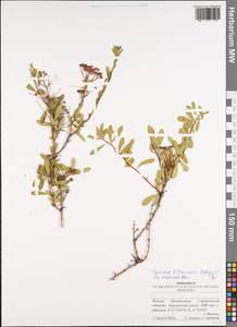 Spiraea crenata subsp. crenata, Восточная Европа, Нижневолжский район (E9) (Россия)