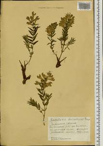 Шлемник байкальский Georgi, Сибирь, Прибайкалье и Забайкалье (S4) (Россия)