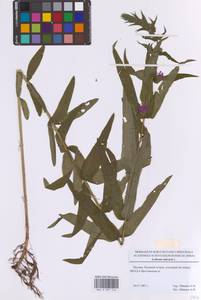 Дербенник иволистный L., Восточная Европа, Московская область и Москва (E4a) (Россия)