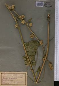 Шток-роза голоцветковая (Lindl.) Boiss., Средняя Азия и Казахстан, Северный и Центральный Тянь-Шань (M4) (Казахстан)